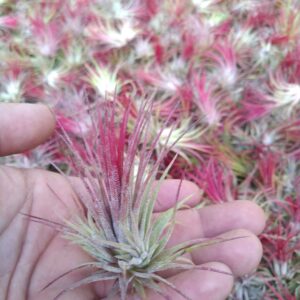 It Blooms Rainforest Grown One RED Ionantha Fuego Air Plants - Live Tillandsia - 1.5 to 3 inches - 30 Day Guarantee