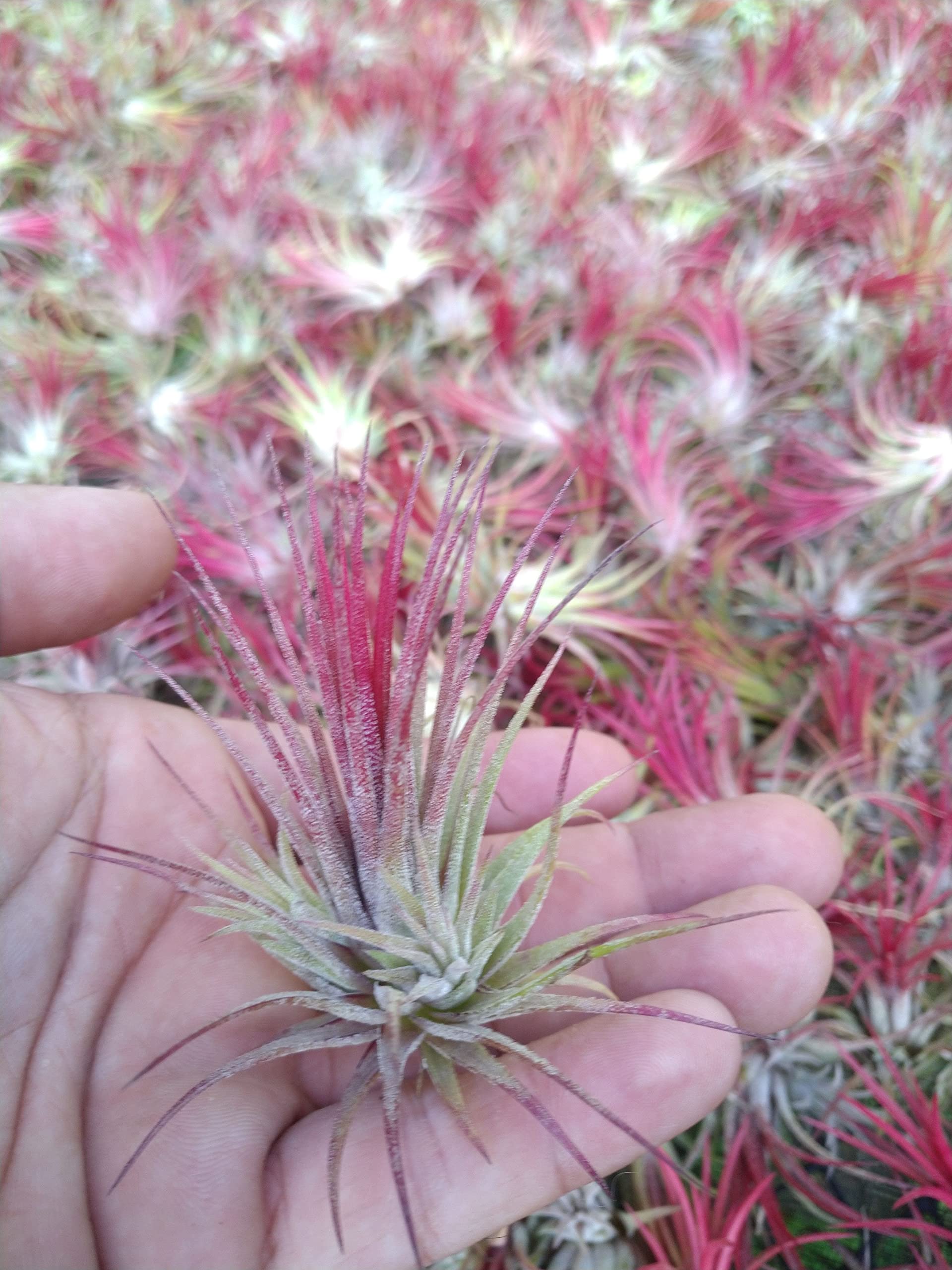 It Blooms Rainforest Grown One RED Ionantha Fuego Air Plants - Live Tillandsia - 1.5 to 3 inches - 30 Day Guarantee