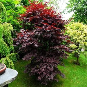 Japanese Bloodgood Maple - 1 Gallon Established Roots - Acer Palmatum, Fast Growing Trees, Easy Care, Bonsai, Shade Garden, Zen Garden