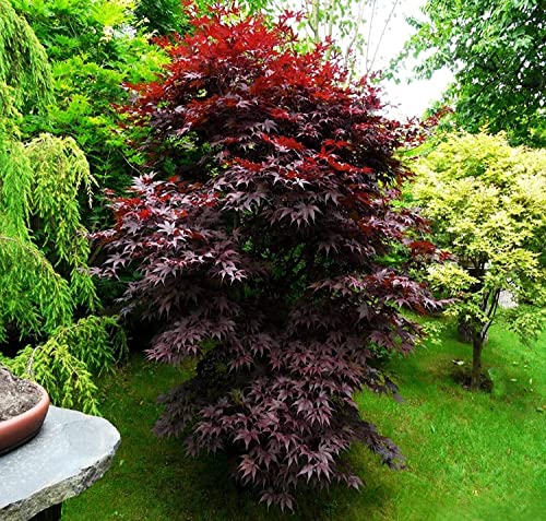 Japanese Bloodgood Maple - 1 Gallon Established Roots - Acer Palmatum, Fast Growing Trees, Easy Care, Bonsai, Shade Garden, Zen Garden
