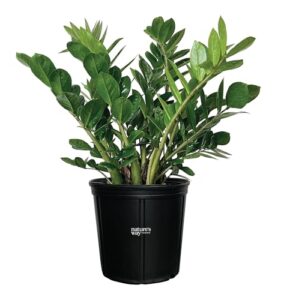 nature’s way farms zz plant, zamioculcas zamiifolia, indoor, outdoor, live houseplant, in grower pot (25-30 in. tall)
