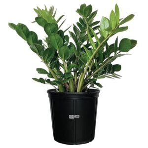 Nature’s Way Farms ZZ Plant, Zamioculcas Zamiifolia, Indoor, Outdoor, Live Houseplant, in Grower Pot (25-30 in. Tall)