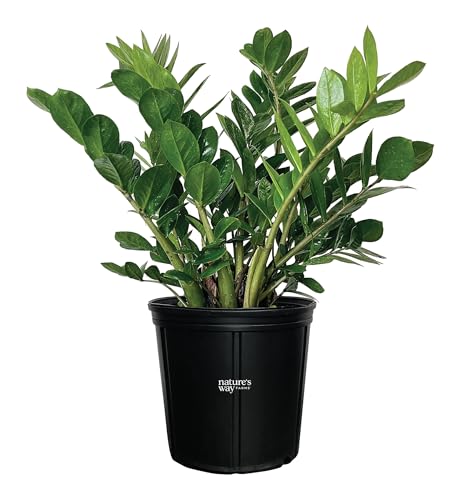 Nature’s Way Farms ZZ Plant, Zamioculcas Zamiifolia, Indoor, Outdoor, Live Houseplant, in Grower Pot (25-30 in. Tall)