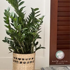 Nature’s Way Farms ZZ Plant, Zamioculcas Zamiifolia, Indoor, Outdoor, Live Houseplant, in Grower Pot (25-30 in. Tall)