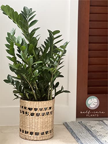 Nature’s Way Farms ZZ Plant, Zamioculcas Zamiifolia, Indoor, Outdoor, Live Houseplant, in Grower Pot (25-30 in. Tall)