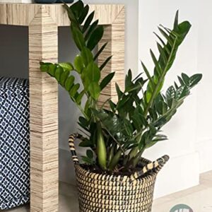 Nature’s Way Farms ZZ Plant, Zamioculcas Zamiifolia, Indoor, Outdoor, Live Houseplant, in Grower Pot (25-30 in. Tall)