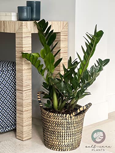 Nature’s Way Farms ZZ Plant, Zamioculcas Zamiifolia, Indoor, Outdoor, Live Houseplant, in Grower Pot (25-30 in. Tall)