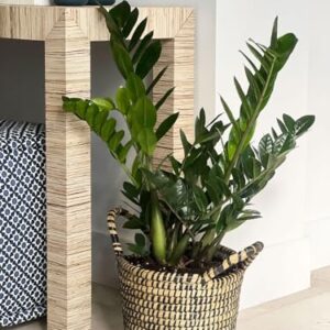 Nature’s Way Farms ZZ Plant, Zamioculcas Zamiifolia, Indoor, Outdoor, Live Houseplant, in Grower Pot (25-30 in. Tall)