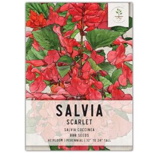 seed needs, scarlet red sage seeds - 800 heirloom seeds for planting salvia coccinea - perennial wildflower for an outdoor garden, open pollinated & attracts pollinators (1 pack)