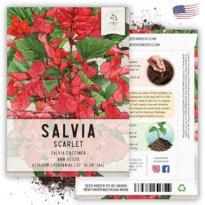 Seed Needs, Scarlet Red Sage Seeds - 800 Heirloom Seeds for Planting Salvia coccinea - Perennial Wildflower for an Outdoor Garden, Open Pollinated & Attracts Pollinators (1 Pack)