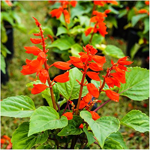 Seed Needs, Scarlet Red Sage Seeds - 800 Heirloom Seeds for Planting Salvia coccinea - Perennial Wildflower for an Outdoor Garden, Open Pollinated & Attracts Pollinators (1 Pack)