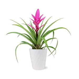 plants & blooms shop live pink bromeliad for indoors, valentine's day plant decoration, bright pink gift, bright love planter