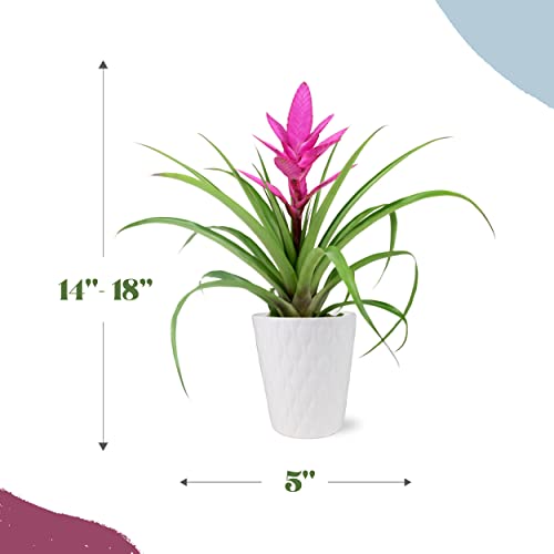 Plants & Blooms Shop Live Pink Bromeliad for Indoors, Valentine's Day Plant Decoration, Bright Pink Gift, Bright Love Planter