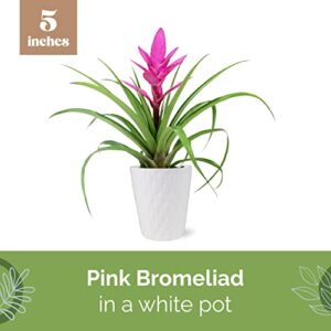 Plants & Blooms Shop Live Pink Bromeliad for Indoors, Valentine's Day Plant Decoration, Bright Pink Gift, Bright Love Planter