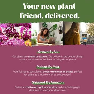 Plants & Blooms Shop Live Pink Bromeliad for Indoors, Valentine's Day Plant Decoration, Bright Pink Gift, Bright Love Planter