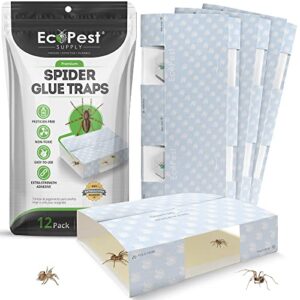spider trap – 12 pack | sticky indoor glue traps for spiders and other bugs and crawling insects | adhesive spider bait trap, monitor, killer and detector for pest control