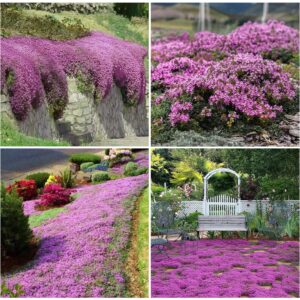 2000+ Creeping Thyme Seeds for Planting Thymus Serpyllum - Heirloom Ground Cover Plants Easy to Plant and Grow - Open Pollinated