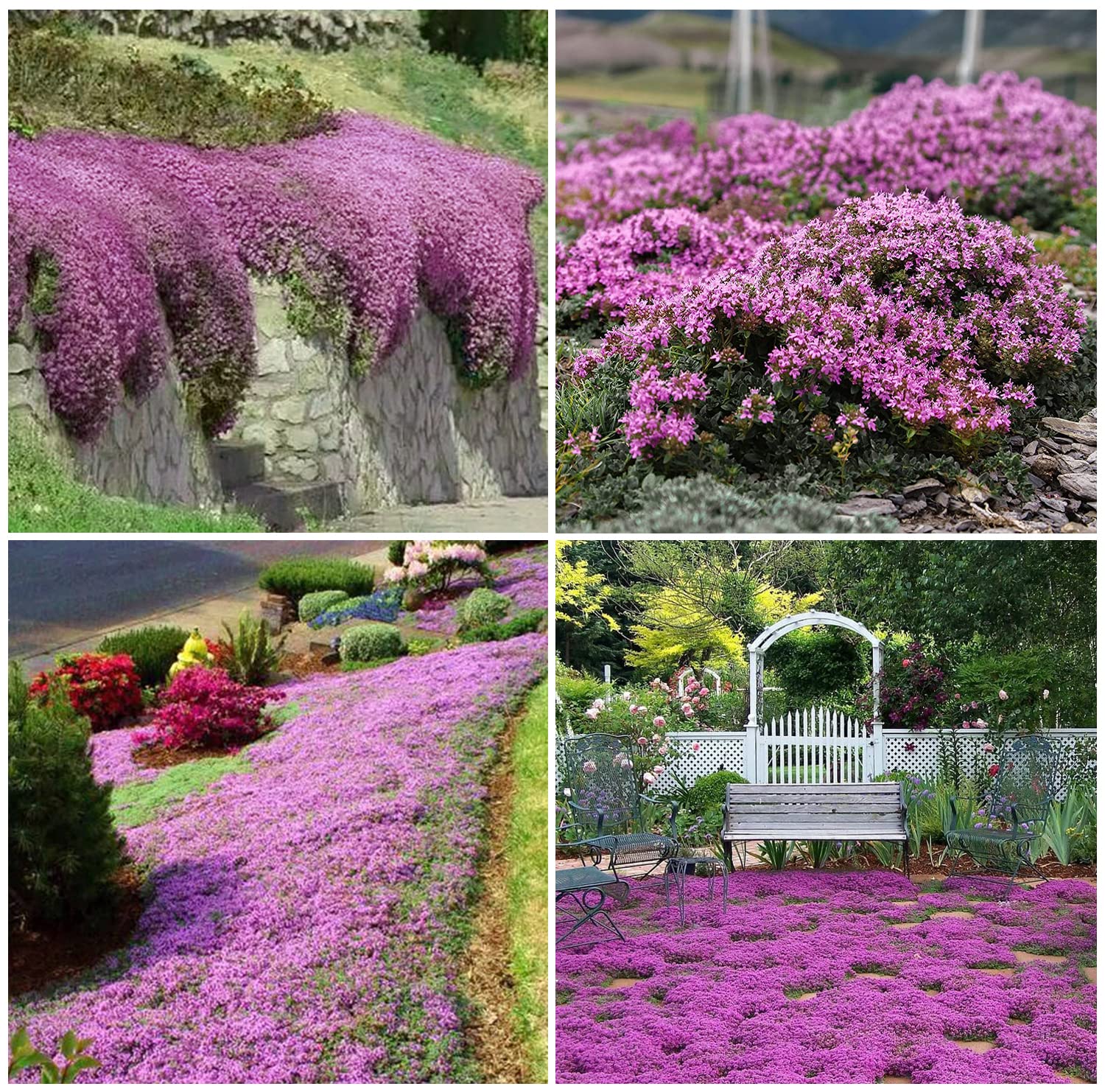 2000+ Creeping Thyme Seeds for Planting Thymus Serpyllum - Heirloom Ground Cover Plants Easy to Plant and Grow - Open Pollinated