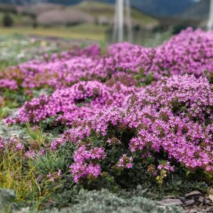 2000+ Creeping Thyme Seeds for Planting Thymus Serpyllum - Heirloom Ground Cover Plants Easy to Plant and Grow - Open Pollinated