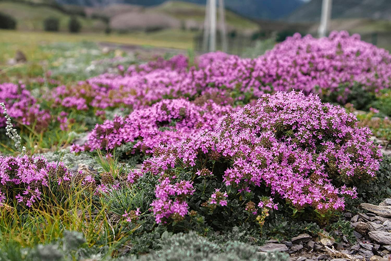 2000+ Creeping Thyme Seeds for Planting Thymus Serpyllum - Heirloom Ground Cover Plants Easy to Plant and Grow - Open Pollinated