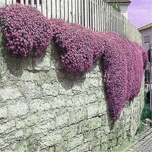 2000+ Creeping Thyme Seeds for Planting Thymus Serpyllum - Heirloom Ground Cover Plants Easy to Plant and Grow - Open Pollinated