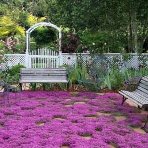 2000+ Creeping Thyme Seeds for Planting Thymus Serpyllum - Heirloom Ground Cover Plants Easy to Plant and Grow - Open Pollinated