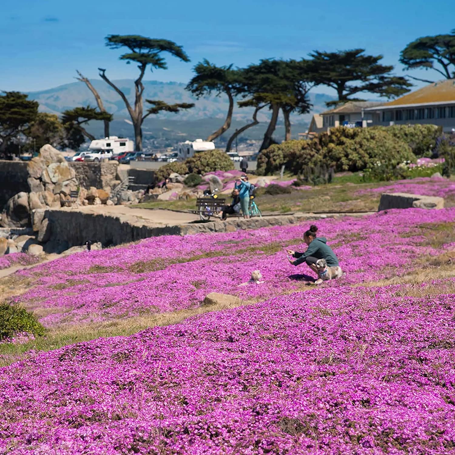 2000+ Creeping Thyme Seeds for Planting Thymus Serpyllum - Heirloom Ground Cover Plants Easy to Plant and Grow - Open Pollinated