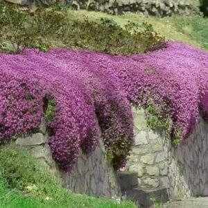 2000+ Creeping Thyme Seeds for Planting Thymus Serpyllum - Heirloom Ground Cover Plants Easy to Plant and Grow - Open Pollinated