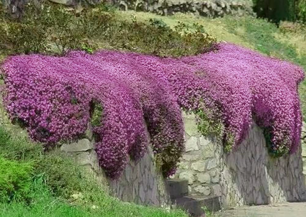 2000+ Creeping Thyme Seeds for Planting Thymus Serpyllum - Heirloom Ground Cover Plants Easy to Plant and Grow - Open Pollinated