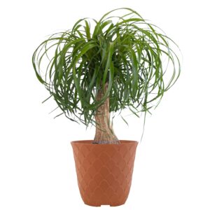 united nursery ponytail palm live bonsai plant, elephants foot indoor outdoor easy care, low maintenance house plant in 6 inch terracotta décor pot, fresh from our farm