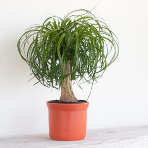 United Nursery Ponytail Palm Live Bonsai Plant, Elephants Foot Indoor Outdoor Easy Care, Low Maintenance House Plant in 6 inch Terracotta Décor Pot, Fresh from Our Farm