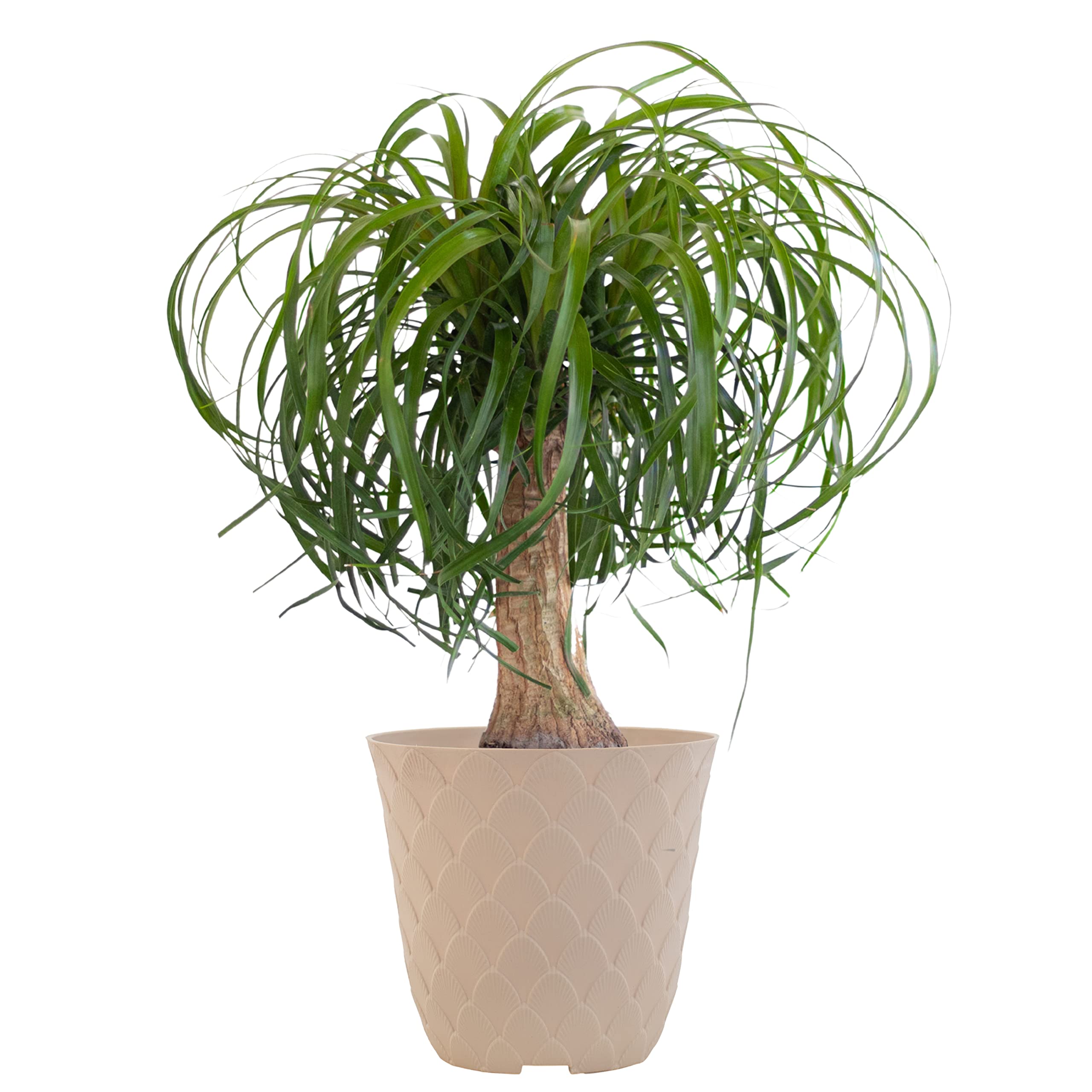 United Nursery Ponytail Palm Live Bonsai Plant, Elephants Foot Indoor Outdoor Easy Care, Low Maintenance House Plant in 6 inch Cream Décor Pot, Fresh from Our Farm