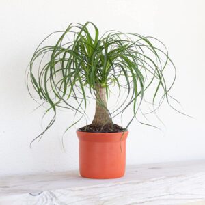 United Nursery Ponytail Palm Live Bonsai Plant, Elephants Foot Indoor Outdoor Easy Care, Low Maintenance House Plant in 6 inch Cream Décor Pot, Fresh from Our Farm