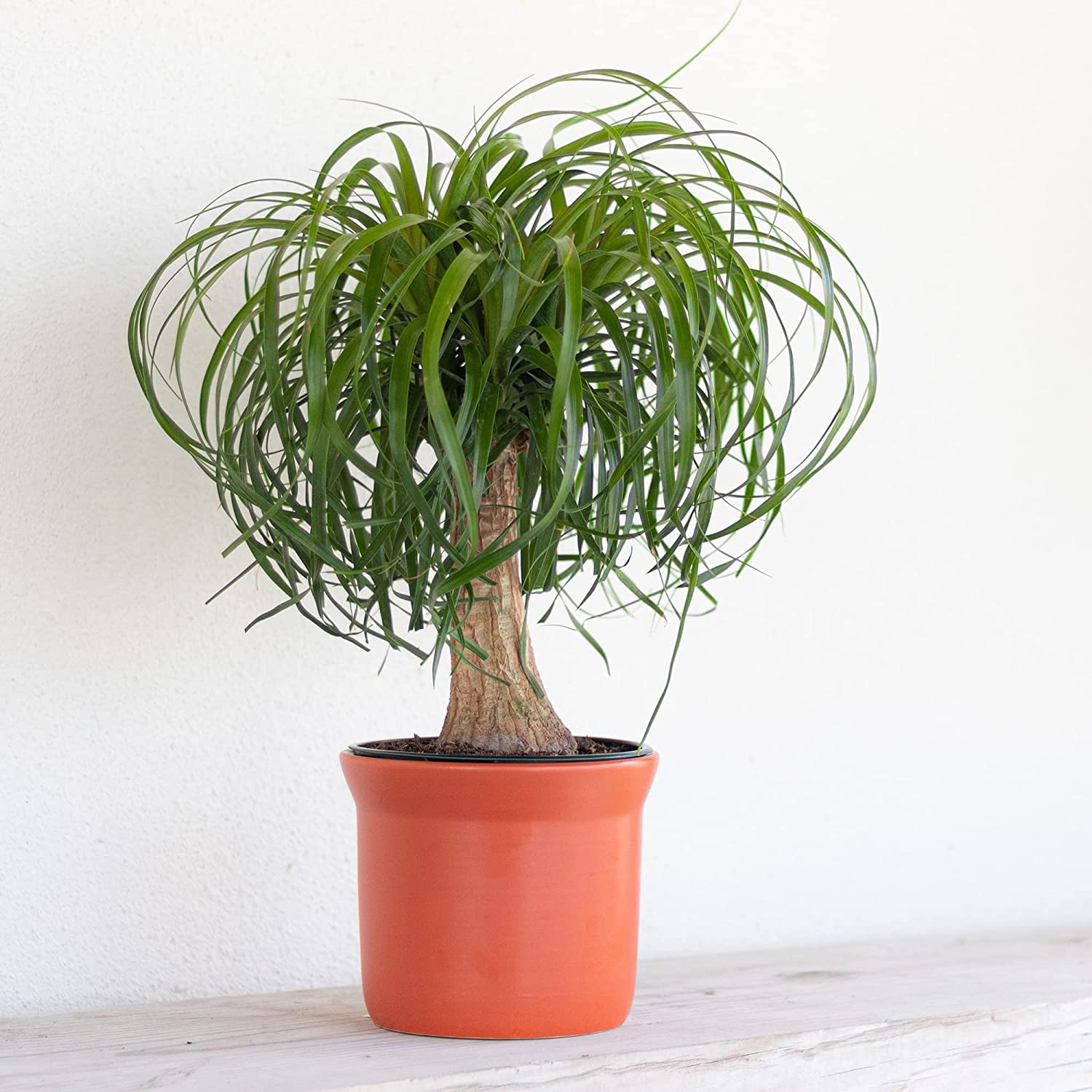 United Nursery Ponytail Palm Live Bonsai Plant, Elephants Foot Indoor Outdoor Easy Care, Low Maintenance House Plant in 6 inch Cream Décor Pot, Fresh from Our Farm