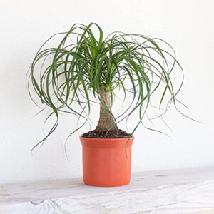 United Nursery Ponytail Palm Bush Beaucarnea Recurvata Easy Care Bonsai Plant Live Indoor Outdoor House Plant Ships in 6 Inch Grower Pot at 14 to 16 Inches Tall (Gray Decor Pot)