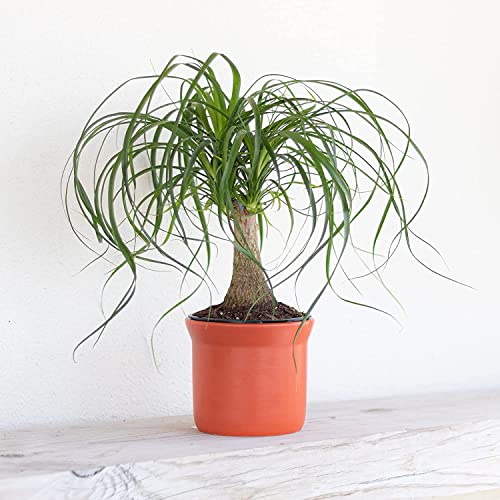 United Nursery Ponytail Palm Bush Beaucarnea Recurvata Easy Care Bonsai Plant Live Indoor Outdoor House Plant Ships in 6 Inch Grower Pot at 14 to 16 Inches Tall (Gray Decor Pot)