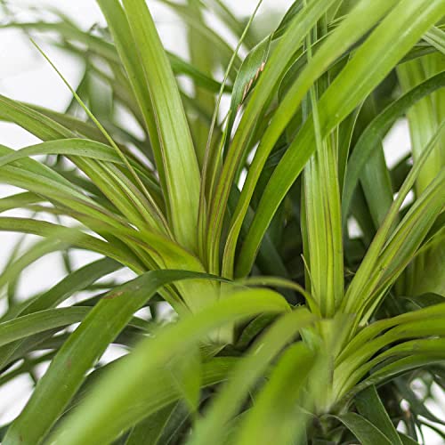United Nursery Ponytail Palm Bush Beaucarnea Recurvata Easy Care Bonsai Plant Live Indoor Outdoor House Plant Ships in 6 Inch Grower Pot at 14 to 16 Inches Tall (Gray Decor Pot)