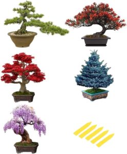 5 pack bonsai tree seeds, wisteria seeds, black pine seeds, blue spruce seeds, red maple seeds, flame tree seeds, highly prized for bonsai