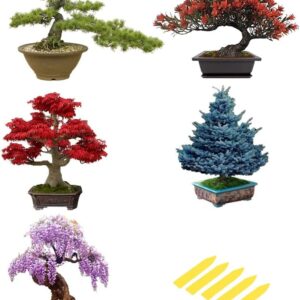 5 Pack Bonsai Tree Seeds, Wisteria Seeds, Black Pine Seeds, Blue Spruce Seeds, Red Maple Seeds, Flame Tree Seeds, Highly Prized for Bonsai