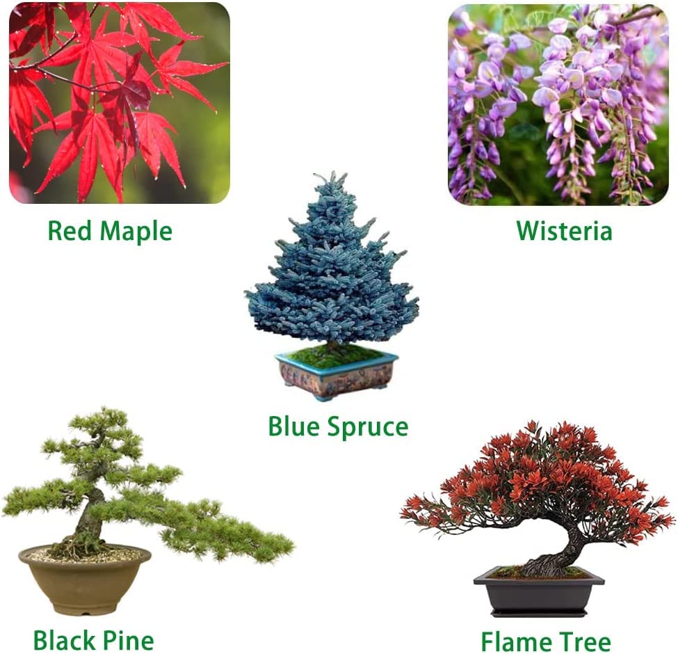 5 Pack Bonsai Tree Seeds, Wisteria Seeds, Black Pine Seeds, Blue Spruce Seeds, Red Maple Seeds, Flame Tree Seeds, Highly Prized for Bonsai