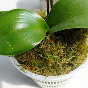 Yilotuce 1 lb Natural Orchid Moss for Potted Plants, Nice Soilless Potting Soil for Seedling and Cutting, Good Idea for Reptile Terrarium, Crafts, Garden Decoration