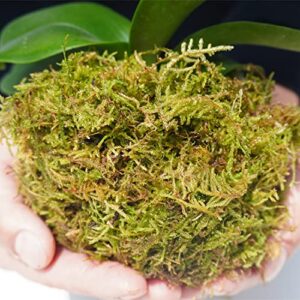 Yilotuce 1 lb Natural Orchid Moss for Potted Plants, Nice Soilless Potting Soil for Seedling and Cutting, Good Idea for Reptile Terrarium, Crafts, Garden Decoration