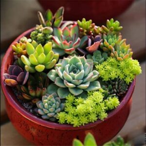 chuxay garden 300 seeds mix bonsai succulent plant seeds hardy ornamental livestone grows in just weeks low-maintenance great for window