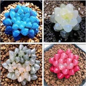 CHUXAY GARDEN 300 Seeds Mix Bonsai Succulent Plant Seeds Hardy Ornamental Livestone Grows in Just Weeks Low-Maintenance Great for Window