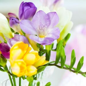 10 Bulbs - Freesia/South Africa Freesia Flower Bulbs for Planting | (Mixed Color) HOA LAN NAM Phi Bulbs - Easy to Grow & Beautiful Blooms for Bonsai Garden