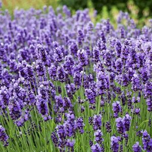 5000+ lavender seeds for planting indoors or outdoors carpet perennial flower seeds non-gmo, heirloom herb seeds