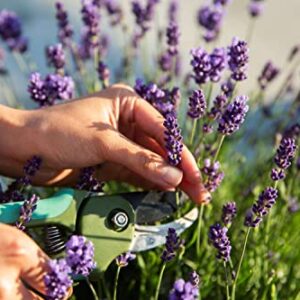 5000+ Lavender Seeds for Planting Indoors or Outdoors Carpet Perennial Flower Seeds Non-GMO, Heirloom Herb Seeds