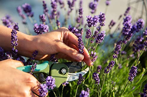 5000+ Lavender Seeds for Planting Indoors or Outdoors Carpet Perennial Flower Seeds Non-GMO, Heirloom Herb Seeds