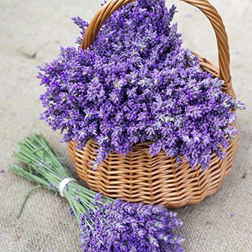 5000+ Lavender Seeds for Planting Indoors or Outdoors Carpet Perennial Flower Seeds Non-GMO, Heirloom Herb Seeds