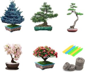 bonsai tree seeds 5 varieties of non gmo heirloom bonsai seeds starter, blue spruce, black pine, sakura seeds, redwood tree, flame tree, 5pcs plant markers